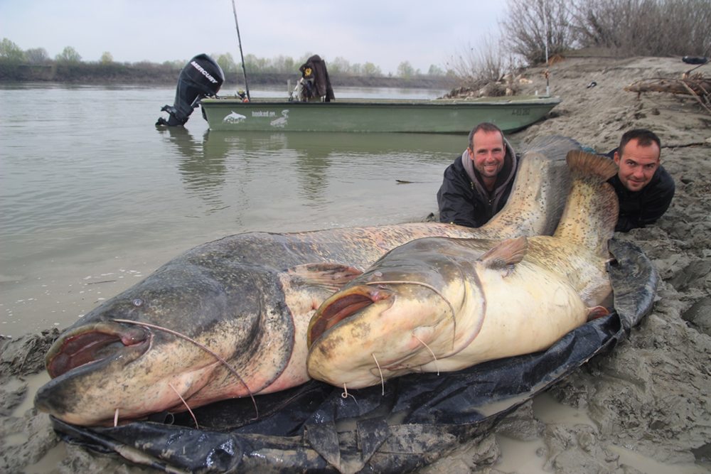 Vier en een half jaar later werd de dertigste meerval met een gewicht boven de 100 kilogram geland.