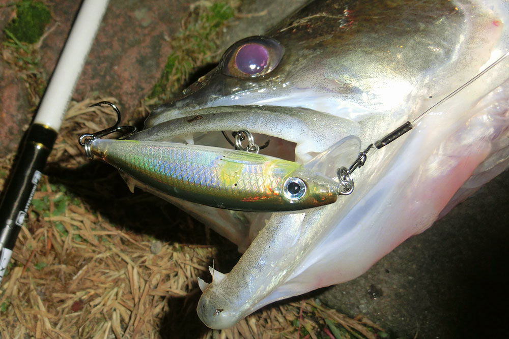 In het donker is de plug vaak beter geschikt voor het snoekbaarzen dan de rubber shad.