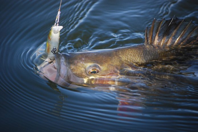 Op veel pluggen vind je niet alleen de naam van het betreffende model vermeld, maar ook enkele gegevens die de actie in het water aangeven.