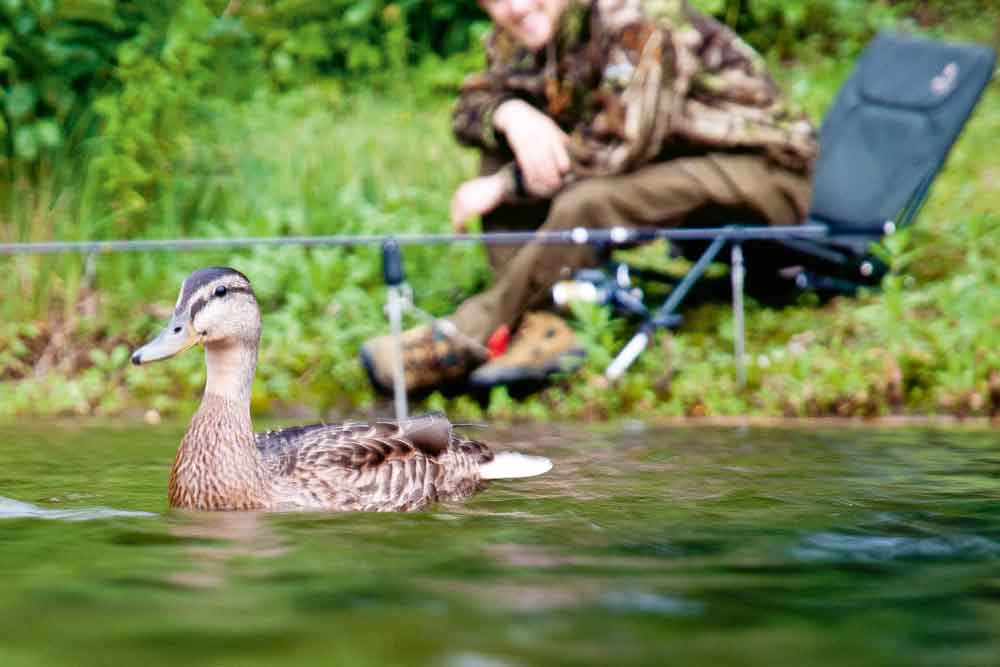 Gevederd bezoek, watervogels zoals deze eend maken de natuurliefhebbende karpervisser altijd blij. Zelfs als hij je zojuist gevoerde boilies oppeuzelt.