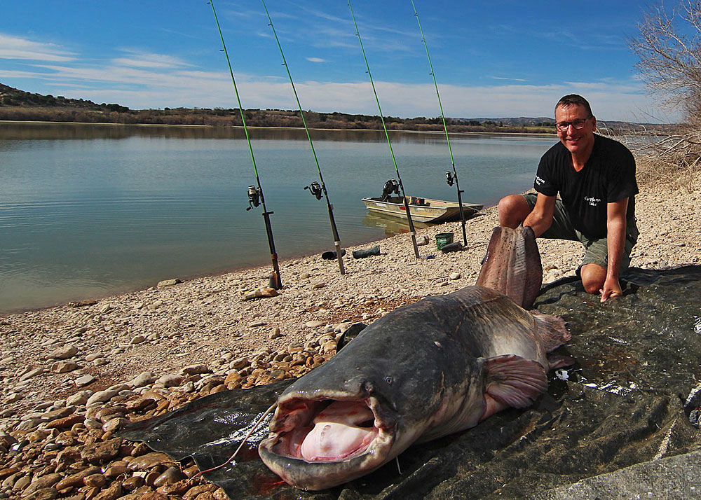 meerval ebro