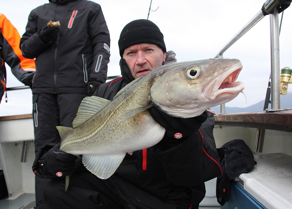 skrei Alesund