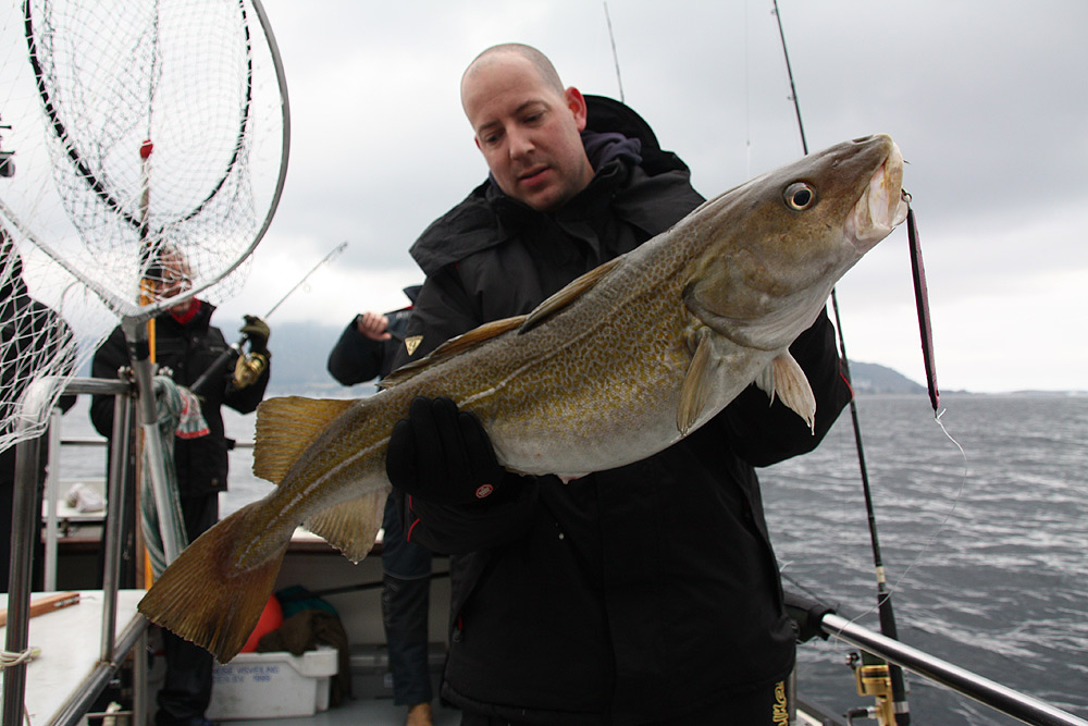 skrei Alesund