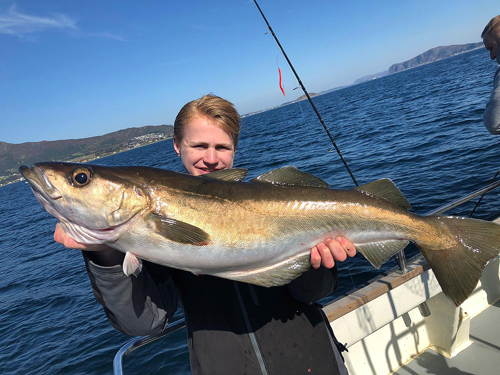 skrei Alesund