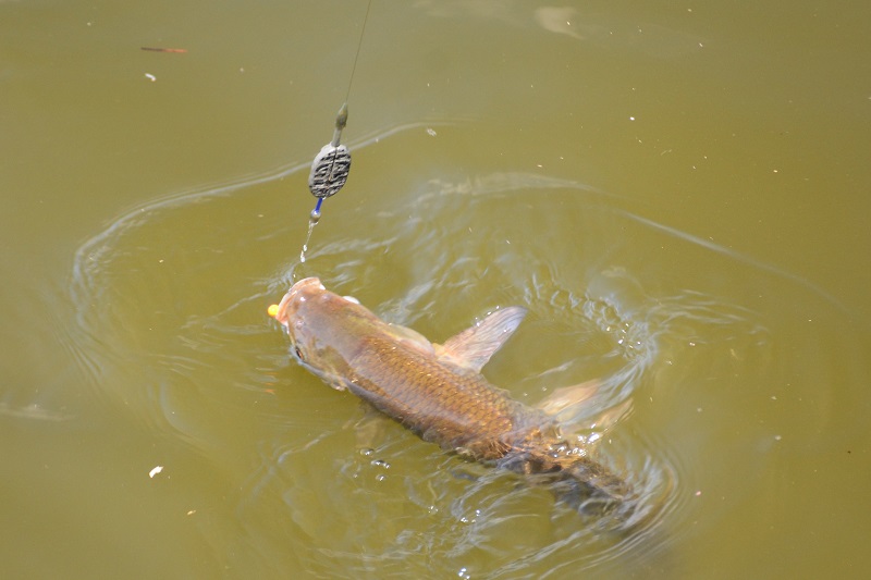 Methodvissen op openbaar water