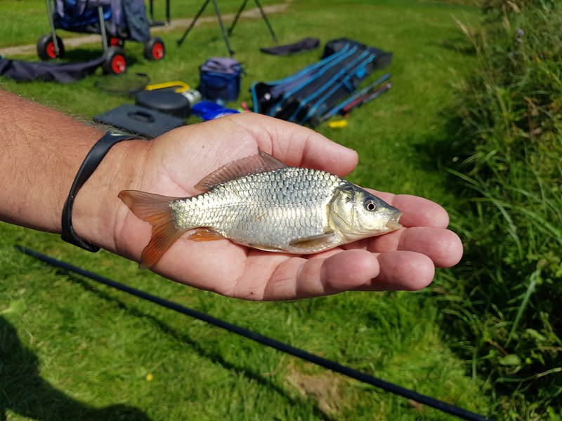 Vissen op Aquavita