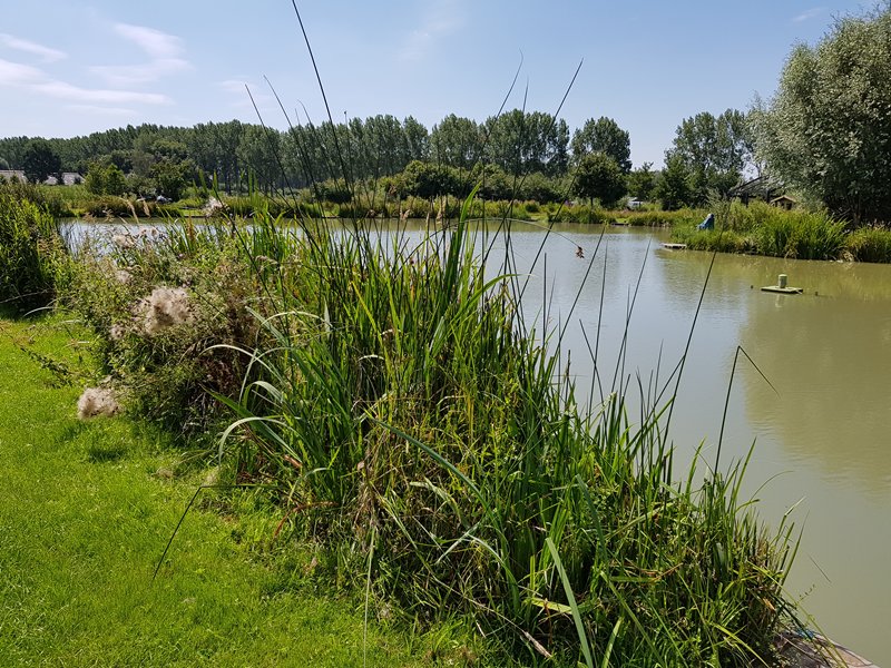 Vissen op Aquavita