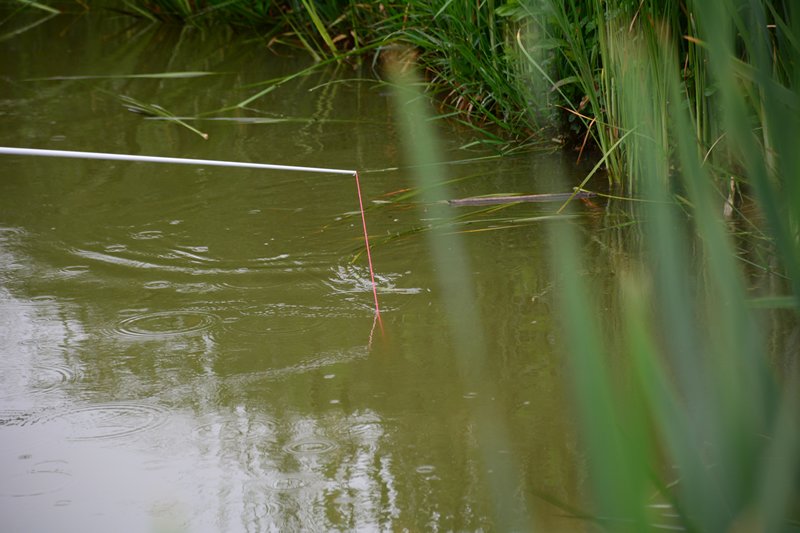 Vissen op snake lake berenkuil