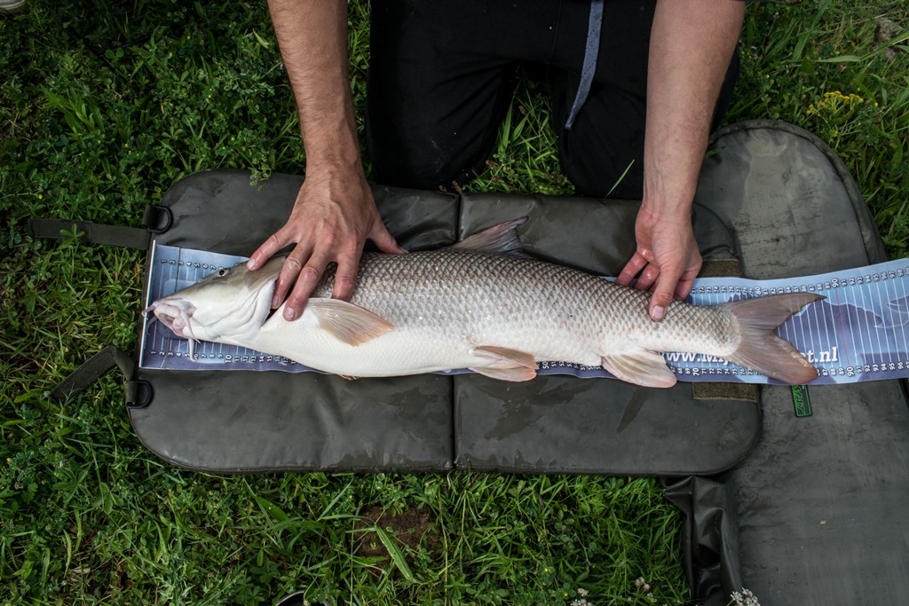 IJssel record barbeel