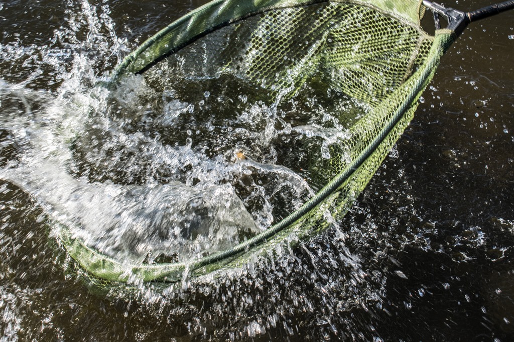 IJssel record barbeel