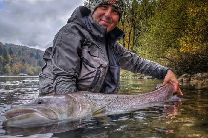 Het is niet alleen de grootste, maar ook de meest mysterieuze salmonide van Europa: de Donauzalm.