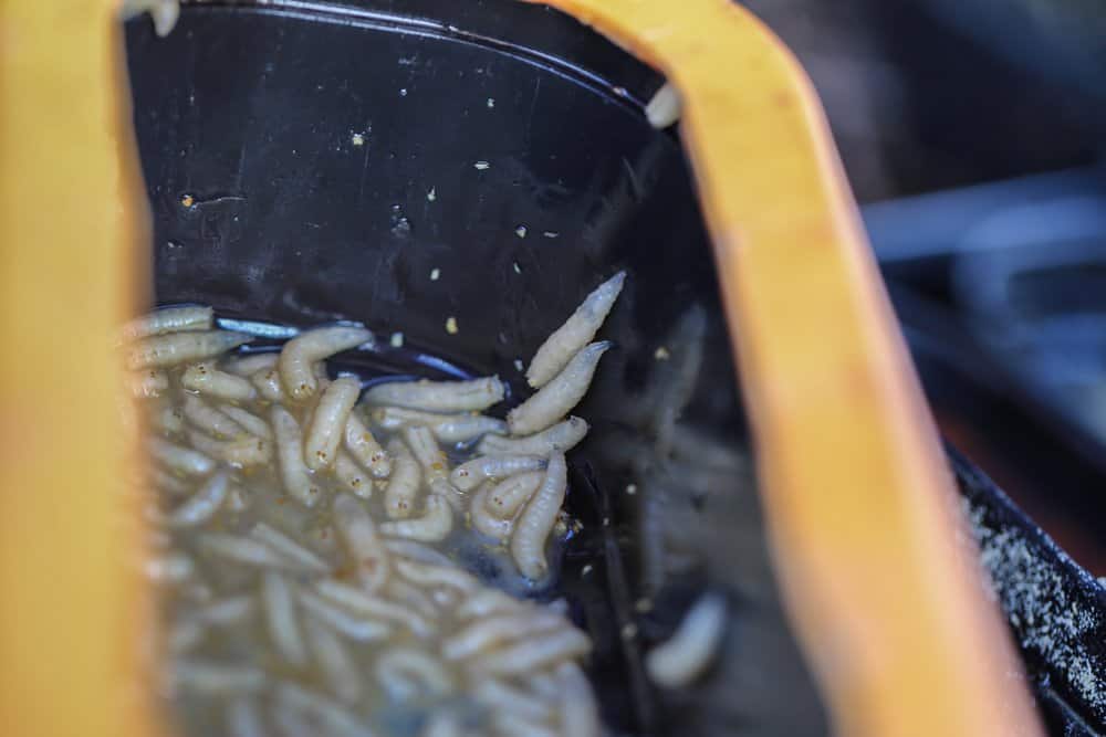 Slechts een klein beetje water in een madenbak waar ze niet uit kunnen kruipen…