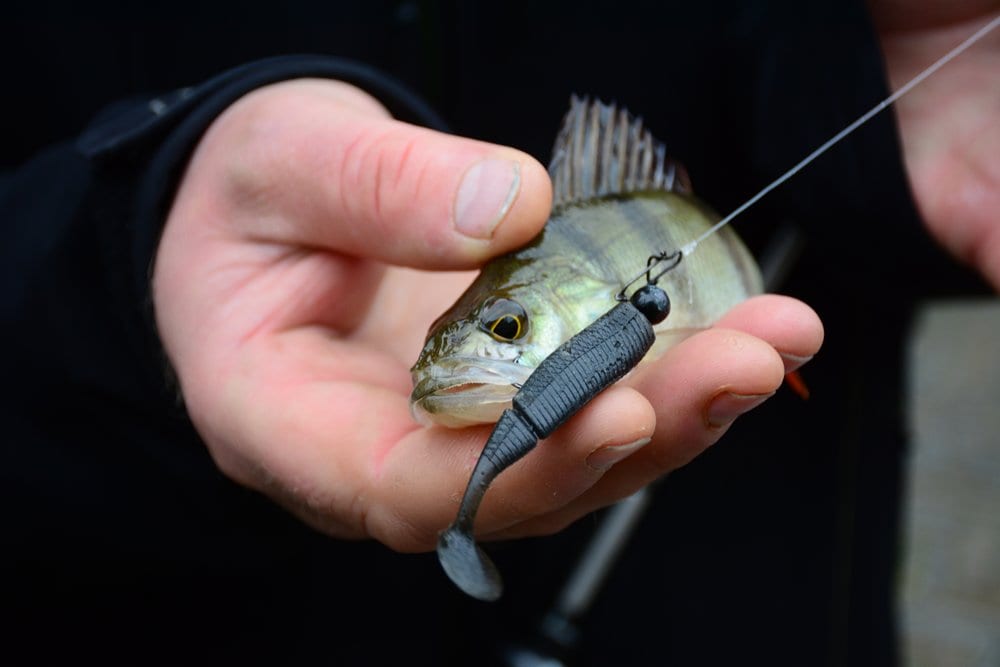 Eerste baarsje van de dag op de Weebass Minnow Shad.