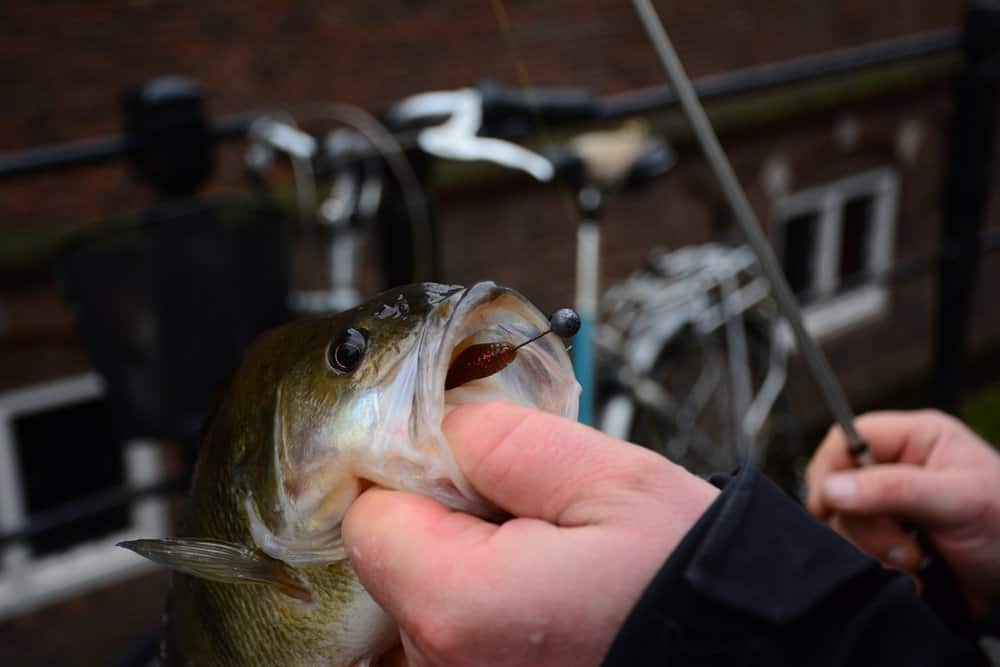 Vanuit stilstand zoog ze de shad volledig naar binnen!