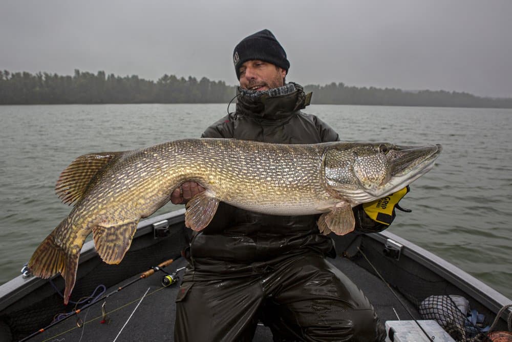 Dressuur doorbrekend? Jan met een ‘gelepelde’ snoek van 130 cm! Jan is een pianist en erg zuinig op de vingers, maar deze wilde hij wel vasthouden.