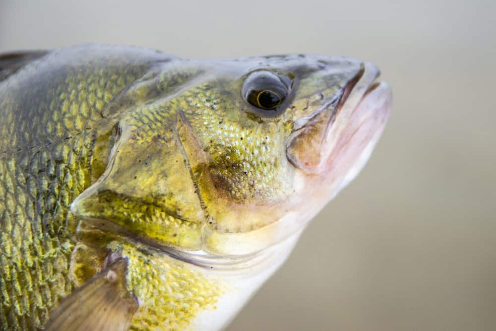 Wat ons betreft is de baars de allermooiste zoetwatervis van Nederland en in de winter worden ze alleen maar mooier!