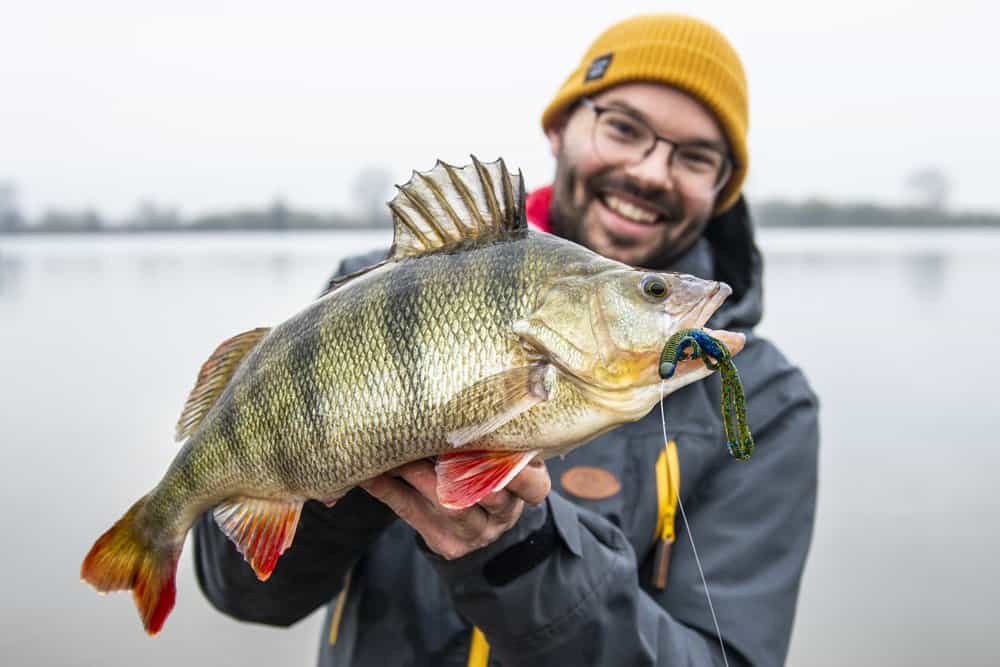 Tim ving deze prachtige baars op een vrij forse creature bait, niet zelden is dat de truc.