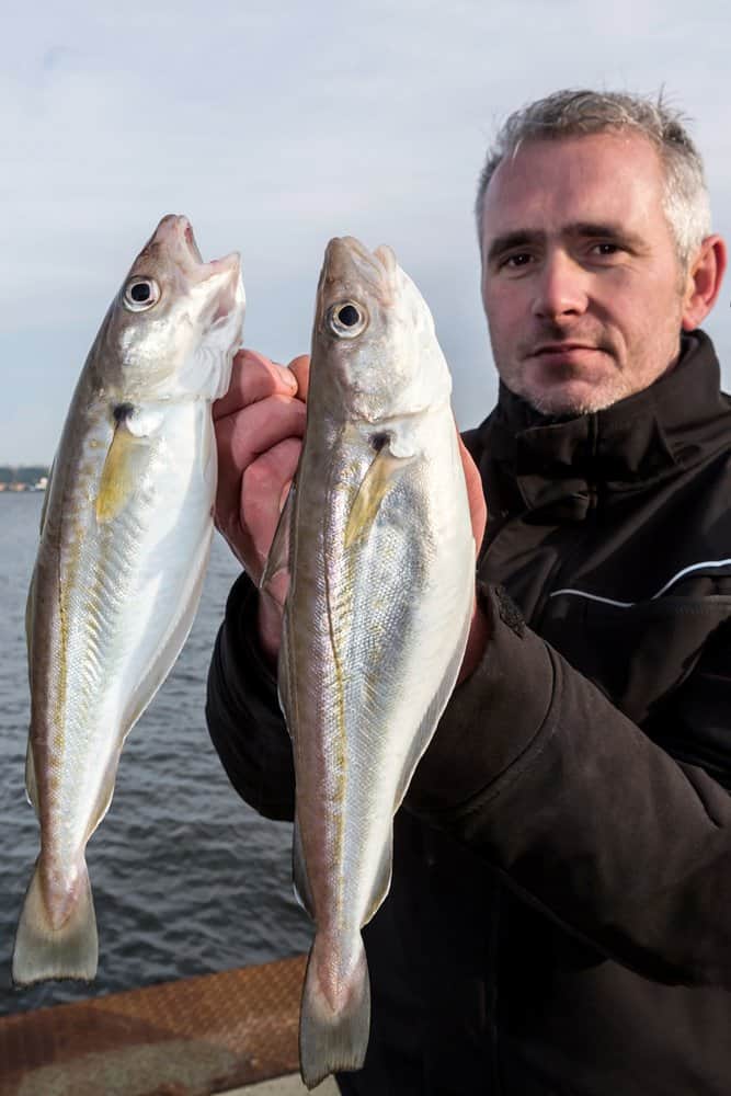 Misschien wel het beste kanaal om grove wijting te vangen…