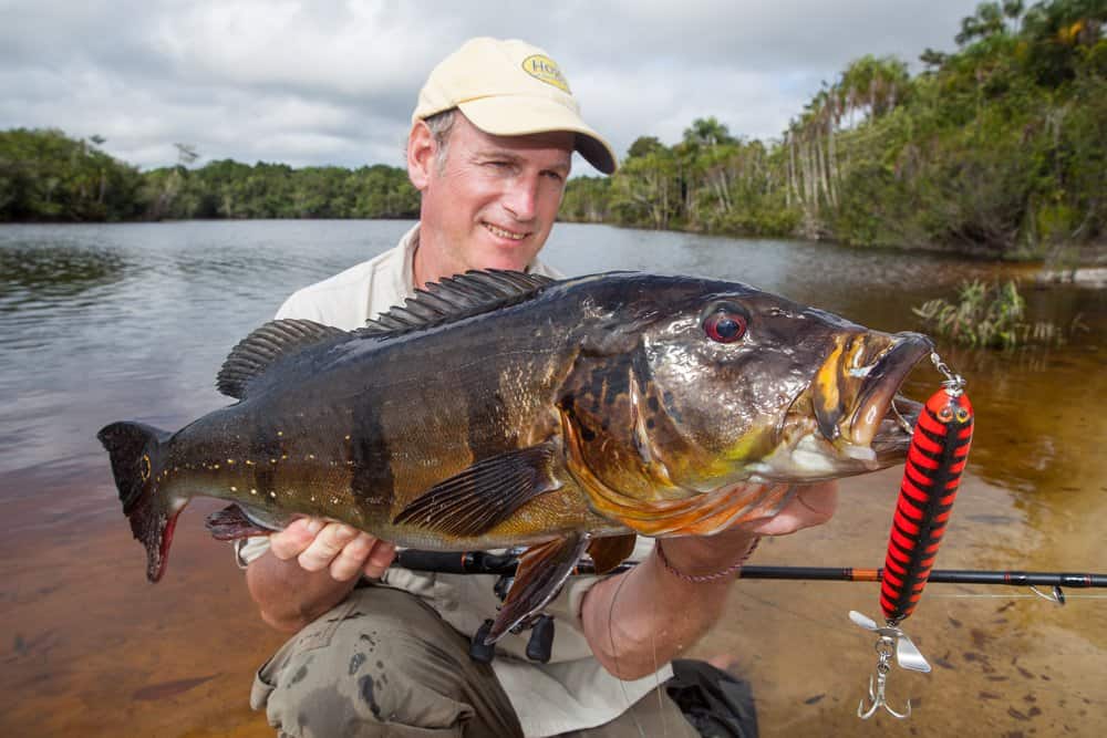 Sakura maakt ook al jaren prima reishengels waaronder korte, pittige hengels voor de visserij met jerkbaits en rippen met grote propellor baits.