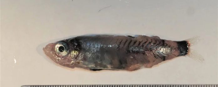 Hij is vijf centimeter lang, maar wel groter dan al zijn verwanten: de Microichthys grandis, letterlijk ‘grote kleine vis’.