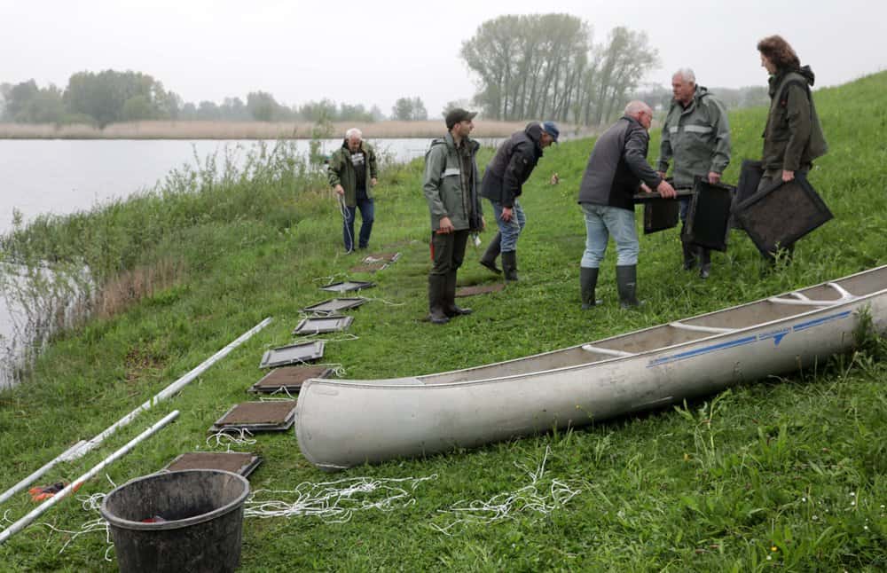 De nestplaatsen worden in drie rijen uitgelegd, eventueel gevuld met een omgekeerde graszode en met elkaar verbonden door stukken touw.