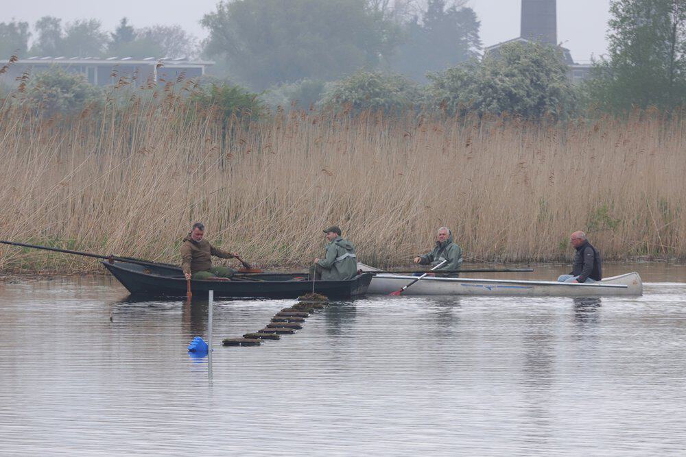 Op deze locatie in de luwte van een rietkraag worden voor het eerst nestplaatsen gelegd.