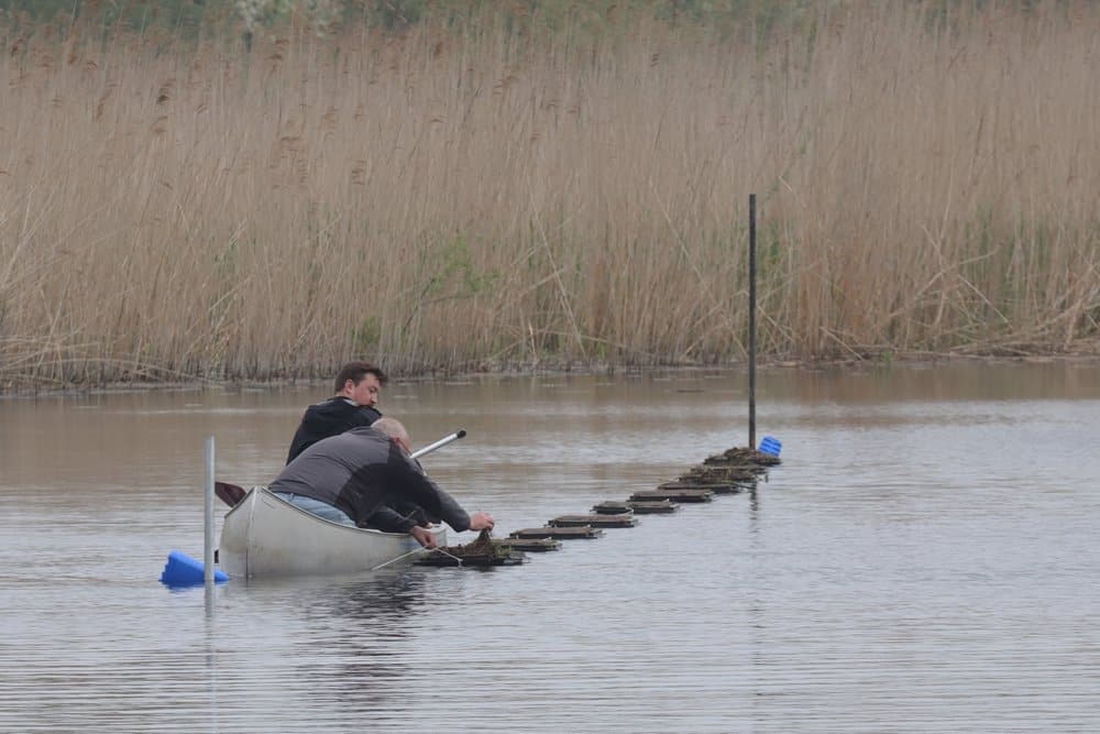 Bovenop de nestplaatsen worden nog wat resten van waterplanten gedeponeerd.