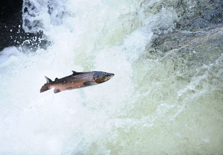 Deze Atlantische zalm werd gezien na het verwijderen van een dam (Bron: Mike Potts)