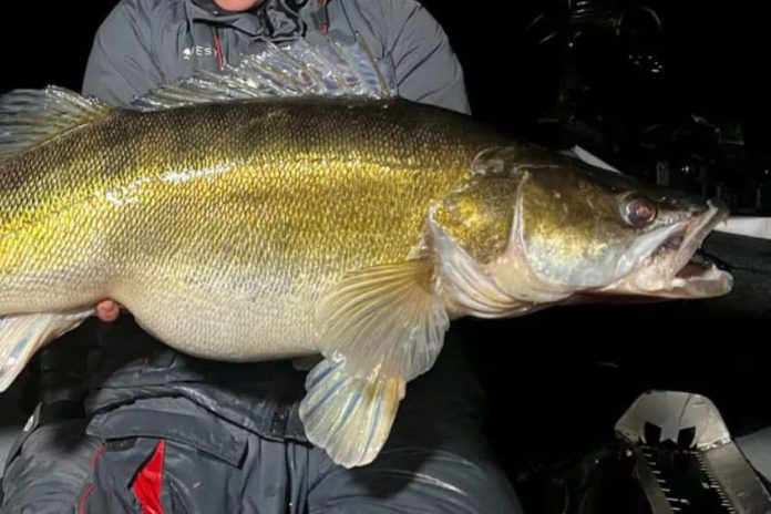 De snoekbaars die Rasmus en Casper Christensens in Finland hebben gevangen, ligt met een gewicht van 15,2 kilo ver boven het officiële wereldrecord.