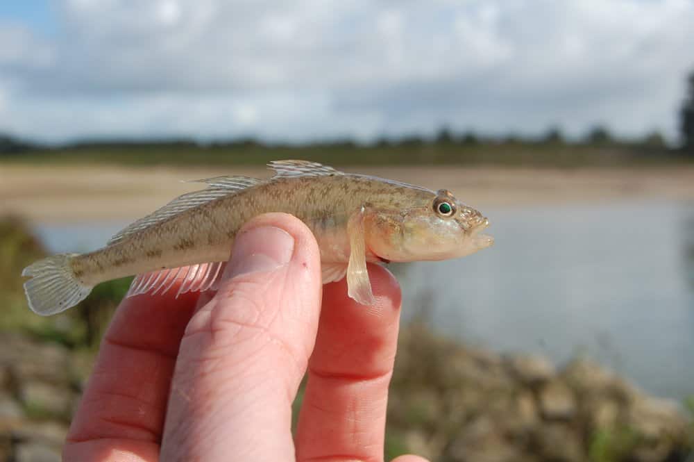 Pontische stroomgrondel (Neogobius fluviatilis).