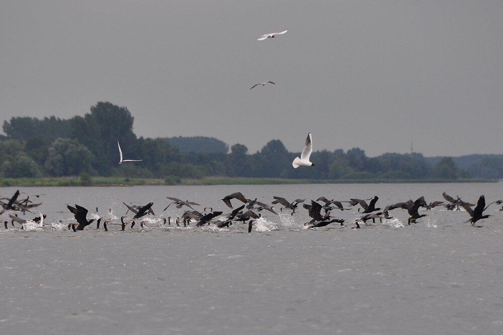 De mate waarin grondels wateren ‘veroveren’ begint inmiddels af te vlakken.