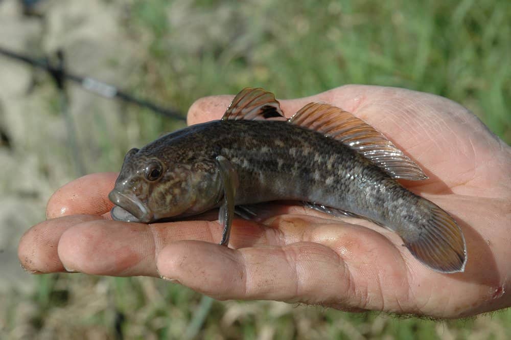 Zwartbekgrondel (Neogobius melanostomus).