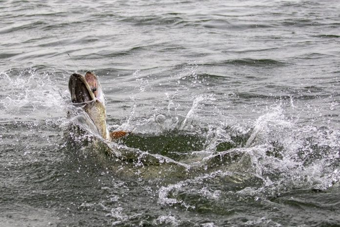 Snoeken komen vaak betrekkelijk eenvoudig naar de kant of boot, maar dan verandert de weerstand in een explosieve razernij.