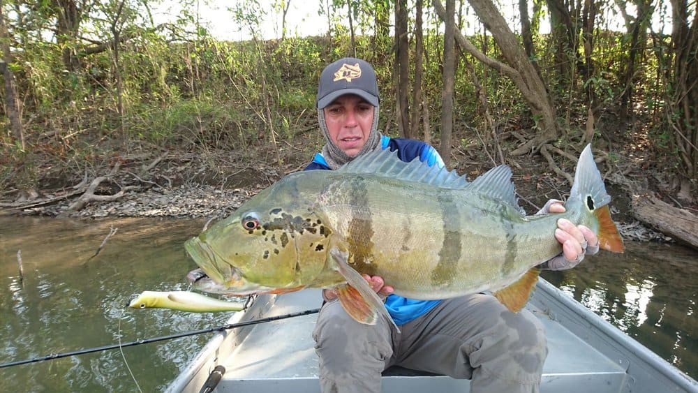 Giant snakehead, golden dorado, peacock bass… allemaal gevangen op mijn creaties.