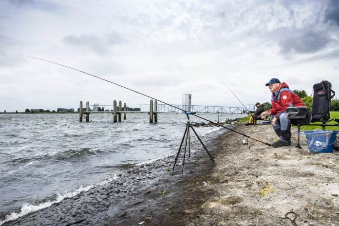 Grote brasems, vloermatten van tegen of over de 60 cm en drie kilogram of meer, we zien ze steeds vaker voorbijkomen.