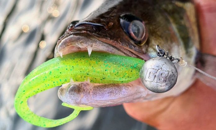 Loodvrij het nieuwe seizoen in met Green Bass Fishing.