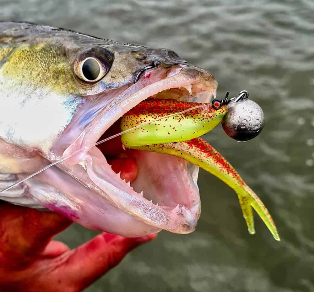 Dit alles is beschikbaar voor een aantrekkelijke prijs, waardoor Green Bass misschien wel de beste loodvervanger op de markt is.