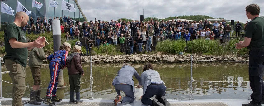 De uitzet van deze babysteuren is een hele belangrijke stap in het voorbereiden van de herintroductie.