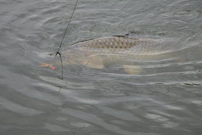 Dit bedrijf is ontstaan omdat Jos van Beusekom destijds de beheerder was van Old Pollard lake.