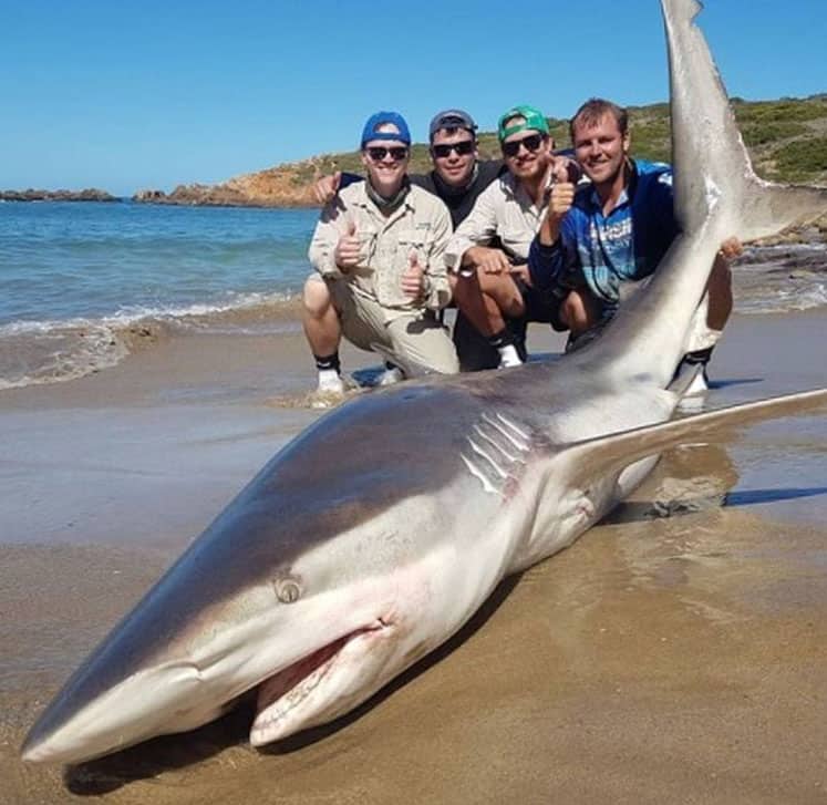 Het vissen vanaf de kant gebeurt meestal met drie tot vier hengels op de grote(re) haaien en terwijl je wacht kun je vanaf de kant met kunstaas werpen om te proberen een van de meer dan 370 vissoorten te vangen die in dit gebied voorkomen.