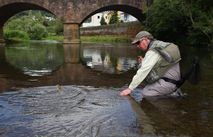 Wie heeft er niet ooit zijn of haar eerste forel of vlagzalm gevangen op de Kyll?