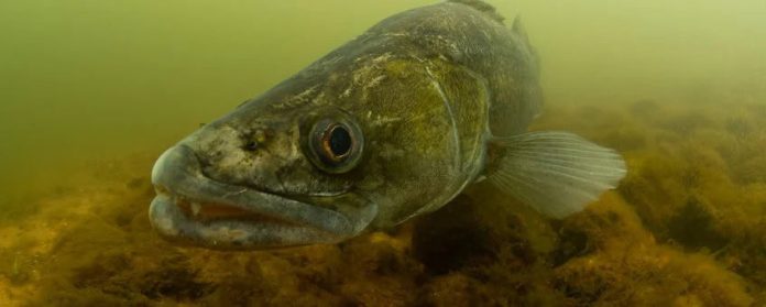 'Ode aan de zoetwatervis' is onderdeel van een serie films van een minuut die natuurfilmer Arthur de Bruin maakte over de schoonheid van onze onderwaternatuur.