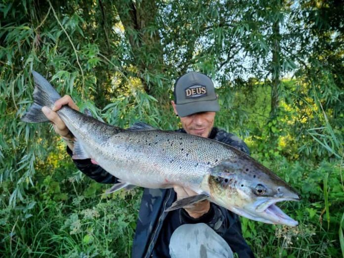 Op 15 augustus wist Jean-Pierre Nieuwenhuizen, beter bekend als JP, een Atlantische zalm (Salmo salar) van maar liefst 83 cm te vangen, tijdens een roofblei-sessie op de Lek.