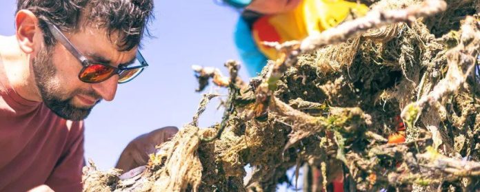 Kunstmatige riffen in de Waddenzee, gemaakt van afgedankte perenbomen, zitten na ruim een jaar onder water boordevol met zeeleven.