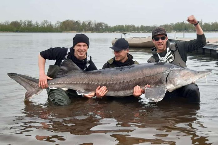 Op dit 42 hectare grote water zwemt waarschijnlijk de grootste steur van Nederland, een Beluga van maar liefst 2,46 meter!