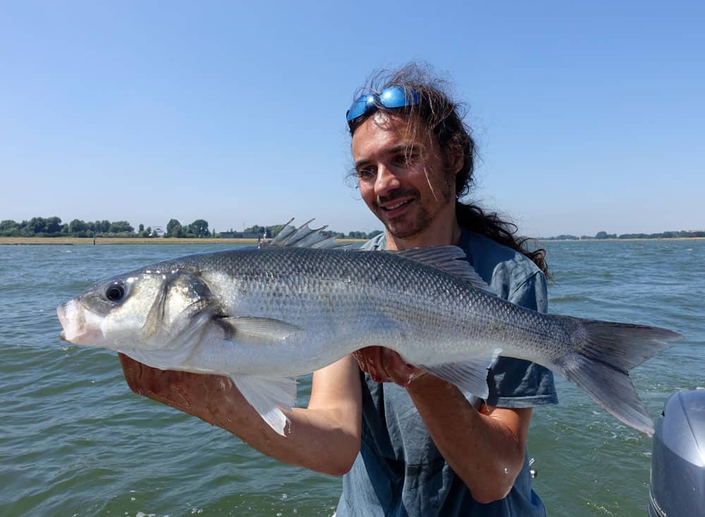 Één bonk spieren (de zeebaars…).