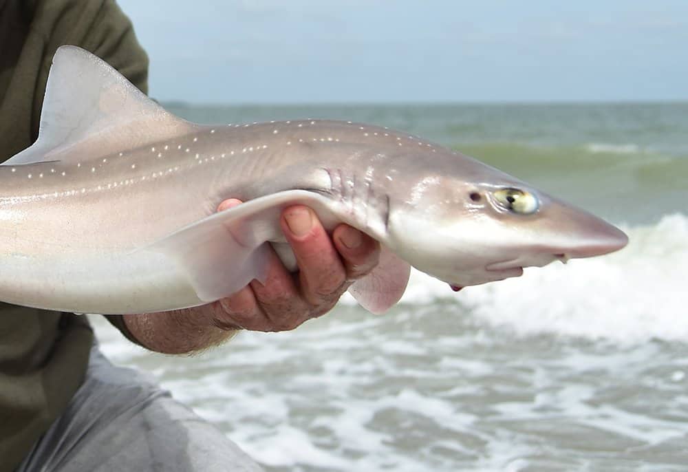 Steeds meer haaien… ook vanaf het strand!