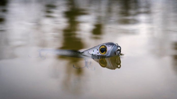 Het is misschien wel de spannendste manier van vissen: het vissen met oppervlakte kunstaas. Speciaal hiervoor heeft Shimano onlangs verschillende soorten topwaters geïntroduceerd in hun kunstaasassortiment.