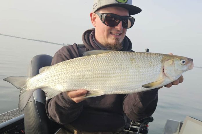 Kevin De Peuter ving op 8 oktober op het Haringvliet een houting van 57 cm op een Piglet Shad.