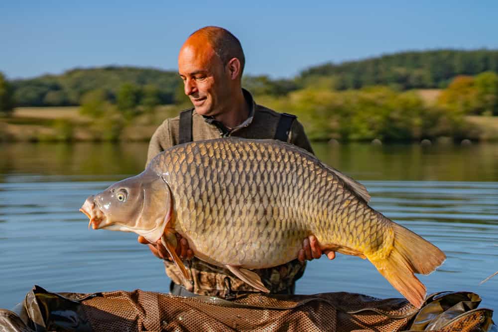 Het karperbestand op Etang des Gaulois is kerngezond en maakt in de afgelopen jaren een spectaculaire groeispurt door!